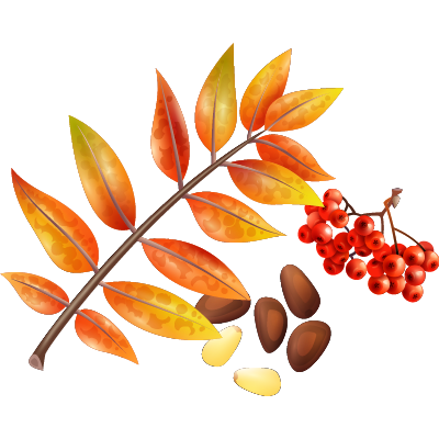 动植物，如种子、干燥花