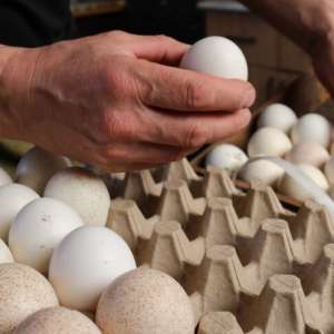Optimizing Egg Logistics: Tackling Perishable Goods Challenges