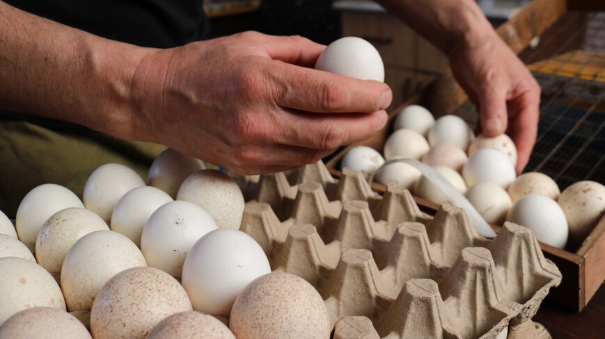 Optimizing Egg Logistics: Tackling Perishable Goods Challenges